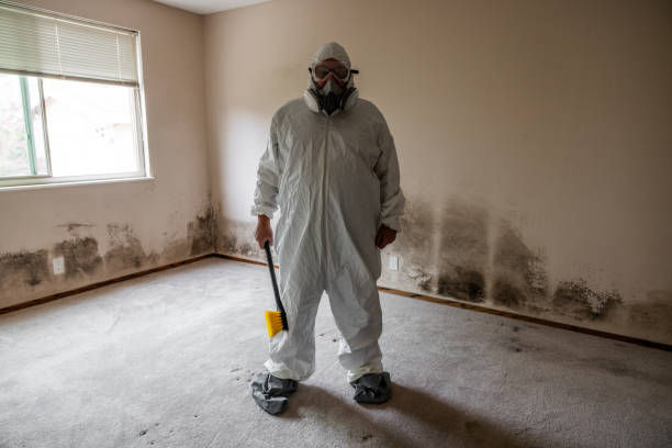 Reliable Everman, TX Mold Removal Solutions